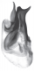 basale erichsoni.png