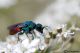 DSC_5154a.jpg