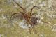Metellina merianae9.JPG