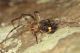 Metellina merianae7.JPG