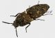 Elateridae 6 3_4.jpg