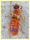stafilino in pioppino circa 3 mm. - Anzio - 6.10.2019 - (4).JPG