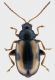 Phyllotreta-rit.jpg