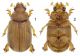 Glaresis figs 1-3.jpg