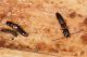 2 siagonium quadricorne staphylinidae lungo dora sinistra.jpg