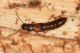 3 siagonium quadricorne staphylinidae lungo dora sinistra.jpg