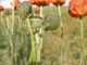 Turchia 2010_Yuksekova_Esendere_papaveri 331.jpg