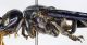 Zethus_coeruleopennis_lateral.FEI.jpg