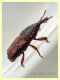 probabile Sitophilus oryzae in pasta integrale dai 2,5 ai 3,5 mm. - Anzio 14.3.2020 - (10).JPG