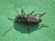 Harpalus_sp.jpg