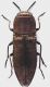 Anthaxia_naviauxi_Saudi_Arabia_Rayen_6-V-2016_Colutea_X-2019_Roma_7,8mm_grey.jpg