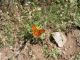 Turchia 2010_Almus_Polygonia c-album 706.jpg