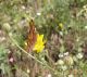 Turchia 2010_Almus_Polygonia c-album 707.jpg