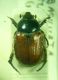 7-DSCN0147,okit.jpg