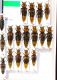 Staphylinidae.JPG