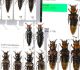 Staphylinidae 51.JPG