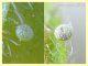 uovo - 0,5 mm. - 10.8.2019 - (13).JPG