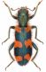 Trichodes-Spilia.jpg