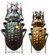 Carabus (Limnocarabus) clathratus auraniensis J. Müller, 1903.JPG