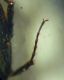 1-DSCN0262,okit.jpg