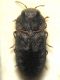 IMG_5304a CFus.JPG