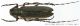 cerambycidae.jpg