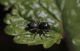 IMG_9796_Salticid (2).JPG