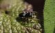 IMG_9793 _Salticid(2).JPG