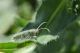 Agapanthia sp.jpg