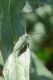 Agapanthia sp2.jpg