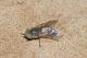 Atylotus fulvus2.jpg