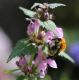 IMG_9769_BumbleBee (2).JPG