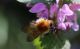 IMG_9772_Bombus_poss_muscorum (2).JPG