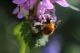 IMG_9774_Bombus_poss_muscorum (2).JPG