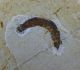 67) Larva d'insetto.JPG