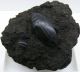 72) Dytisco1.JPG