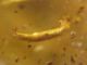76) Larva.JPG
