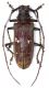 Batocera matzdorffi F.jpg
