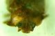 3-DSCN9910,okit.jpg