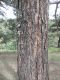 Pinus sp. Akkus (Kastamonu prov.) VI. 2010a.JPG
