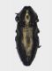 Aphanisticus_pygmaeus.jpg