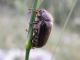 Scalambra_7-VII-2010_b.jpg