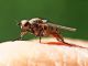 Diptera_Muscidae_specie (1).jpg