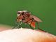 Diptera_Muscidae_specie (2).jpg