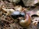 Cychrus_italicus_MonteScalambra_7-VII-2010_F026.JPG