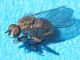 Muscidae_Coenosia_sp_vena_anale.jpg