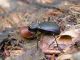 Cychrus_italicus_MonteScalambra_7-VII-2010_F027.JPG