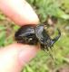 Copris_hispanus_cavolinii_natura.FEI.jpg