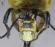Anthophora_femorata_head.FEI.jpg