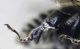 Anthophora_femorata_tarsus.FEI.jpg